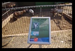 Pafos Zoo -30-05-2017 - Bogdan Balaban